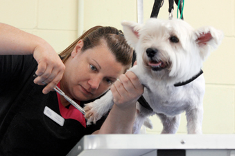 Dog Groomer