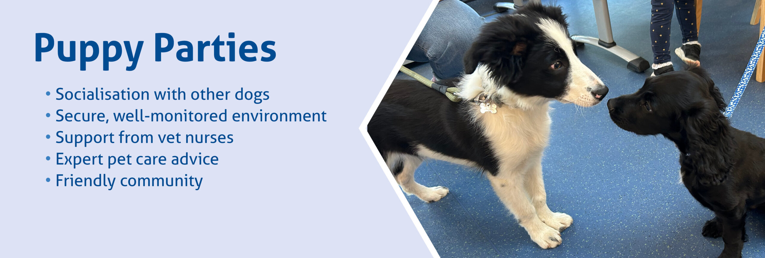 Puppy parties offer a chance for socialisation with other dogs in a secure and friendly environment with support from vet nurses.